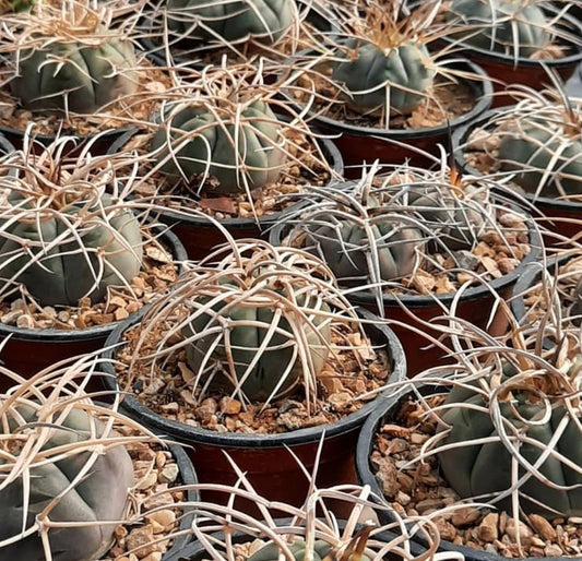 Gymnocalycium armatum rare succulent cactus with thick spines in small pots