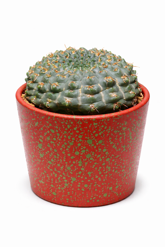 Gymnocalycium artigas rare succulent cactus with rounded green body and small curved spines in decorative pot