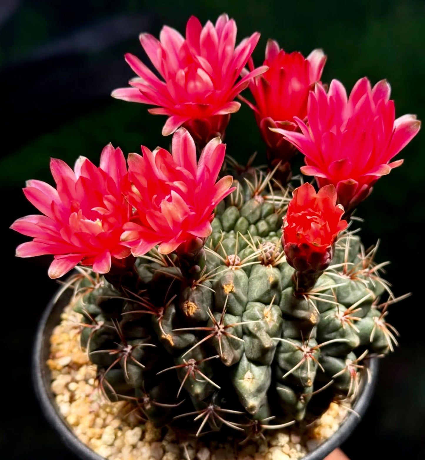 Gymnocalycium baldianum ZADEN