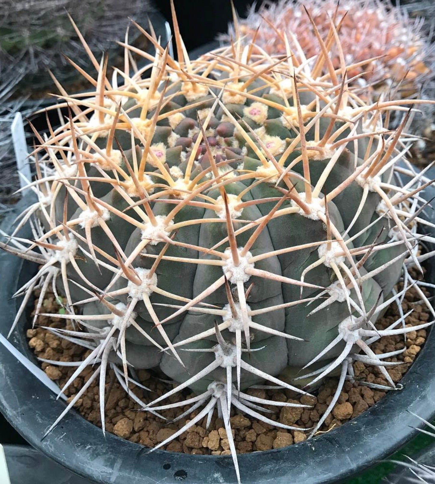 Gymnocalycium bayrianum cactus with thick green body and long sharp yellowish spines in pot