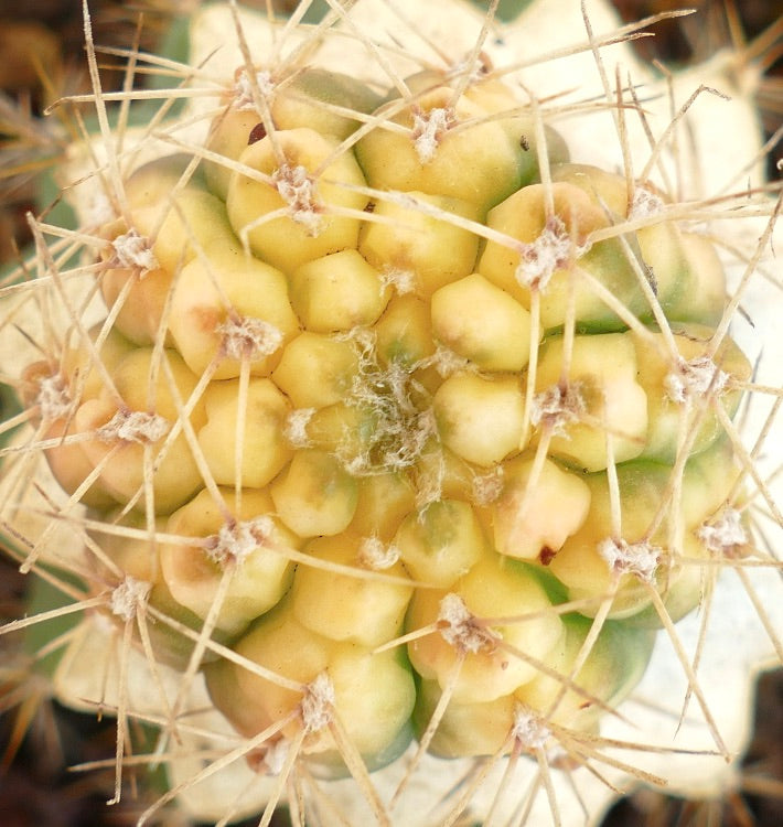 Gymnocalycium bayrianum VARIEGATED