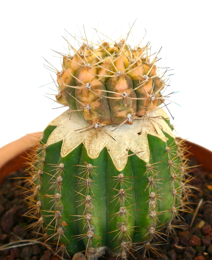 Gymnocalycium bayrianum VARIEGATED