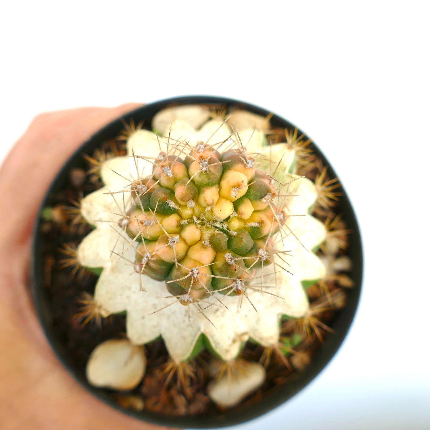 Gymnocalycium bayrianum VARIEGATED