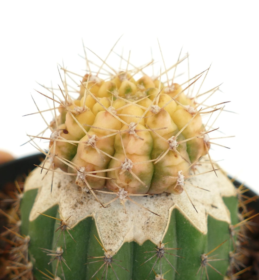 Gymnocalycium bayrianum VARIEGATED