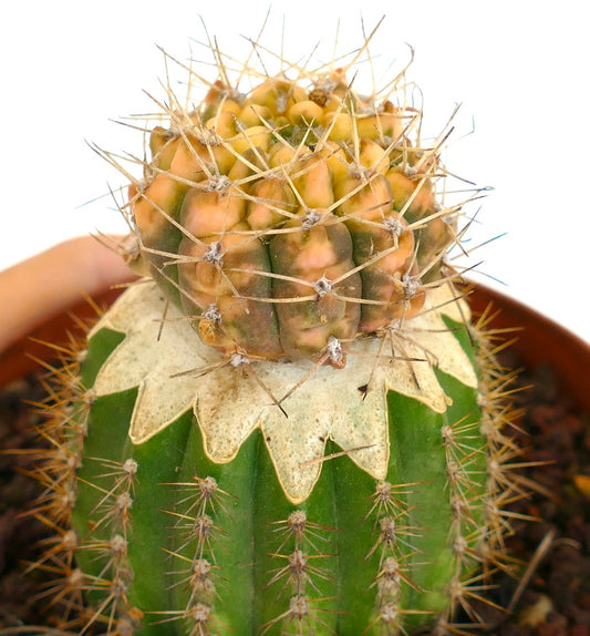 Gymnocalycium bayrianum VARIEGATED