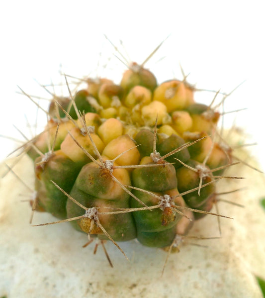 Gymnocalycium bayrianum VARIEGATED