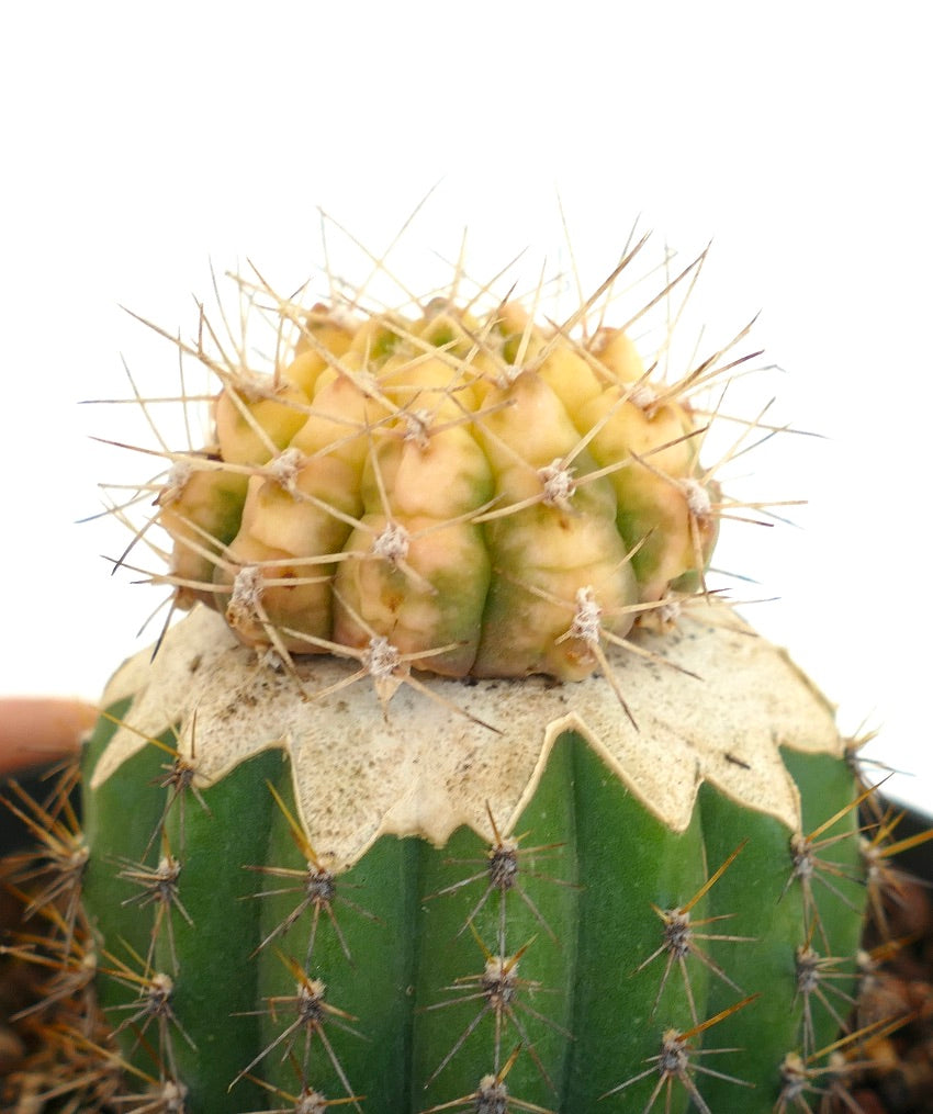 Gymnocalycium bayrianum VARIEGATED