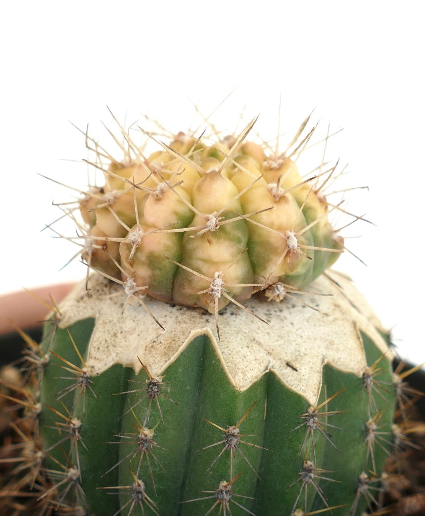 Gymnocalycium bayrianum VARIEGATED