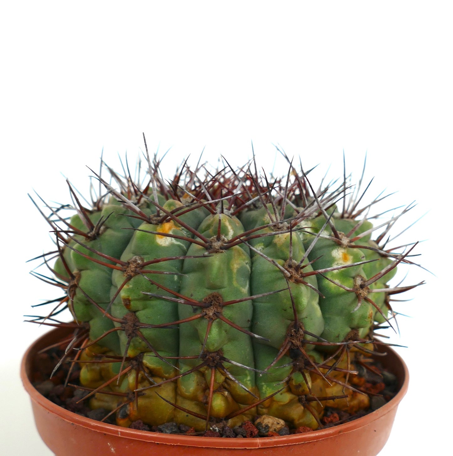 Gymnocalycium bayrianum