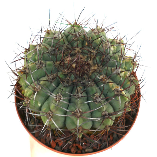 Gymnocalycium bayrianum