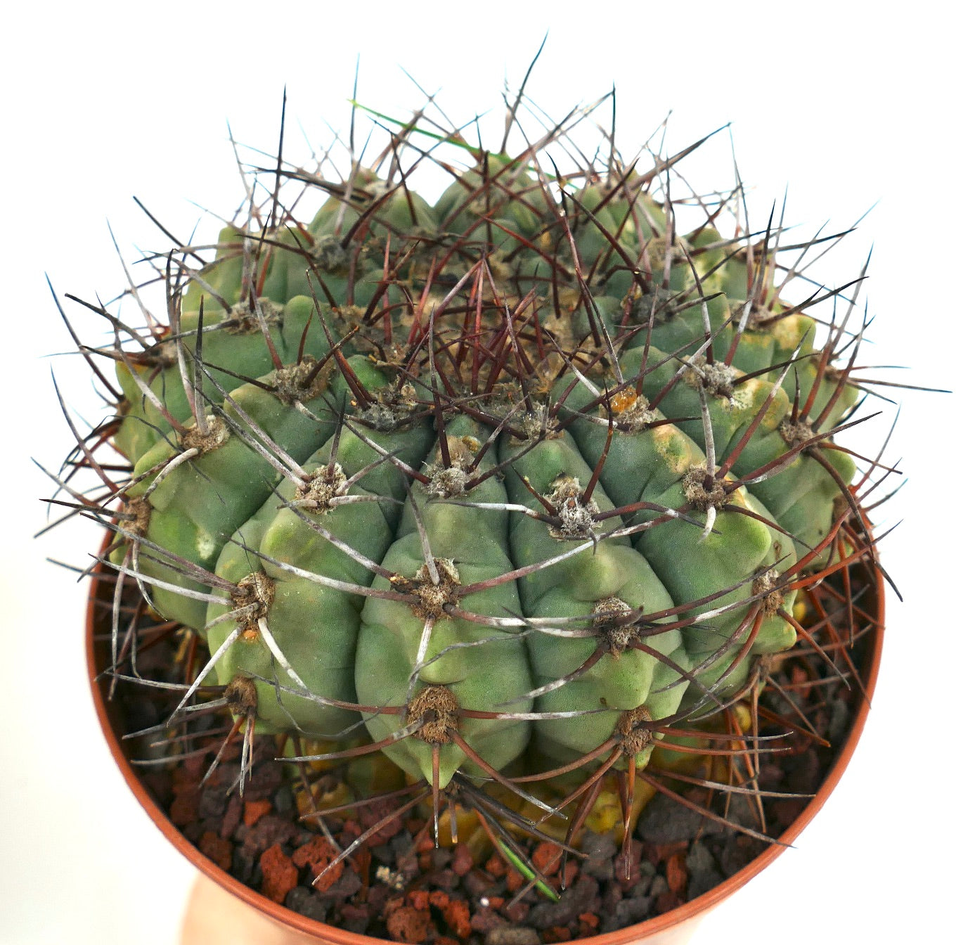Gymnocalycium bayrianum