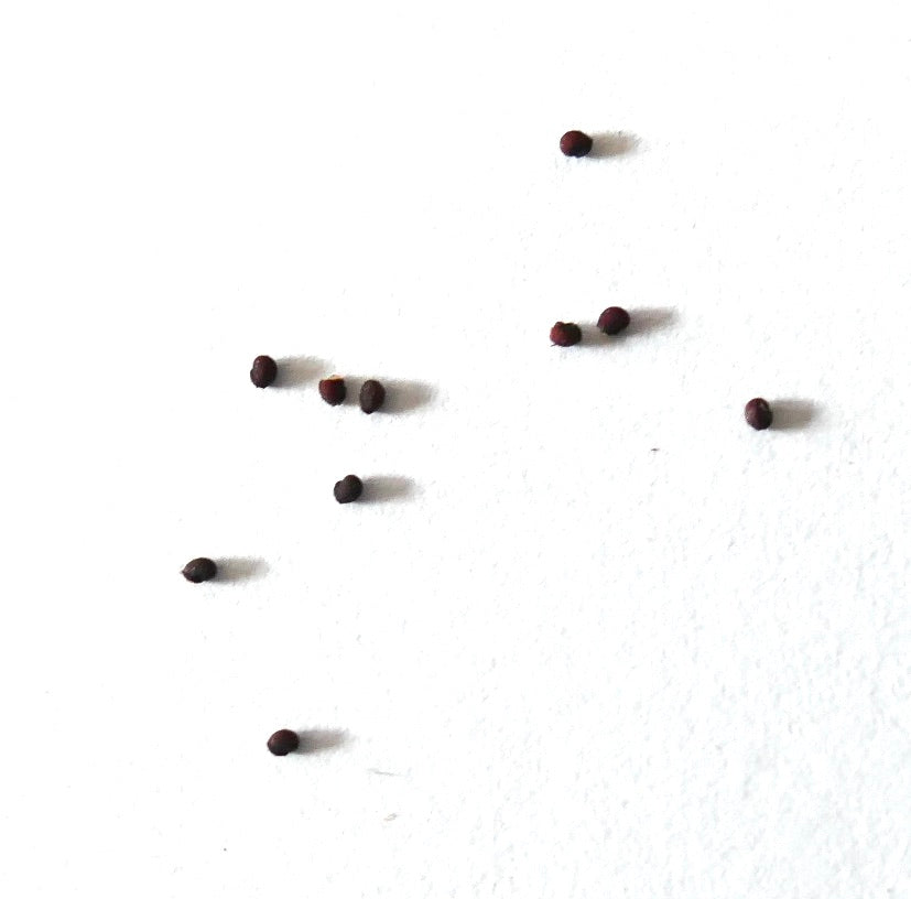 ジムノカリキウム・バイリアヌム var. ブレビスピヌム 種子