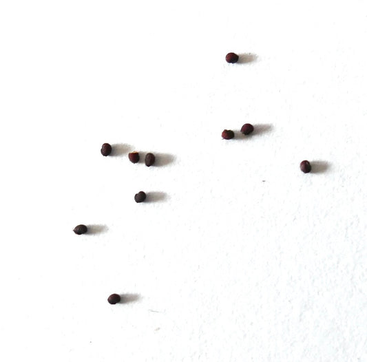 Semi di Gymnocalycium bayrianum var. brevispinum