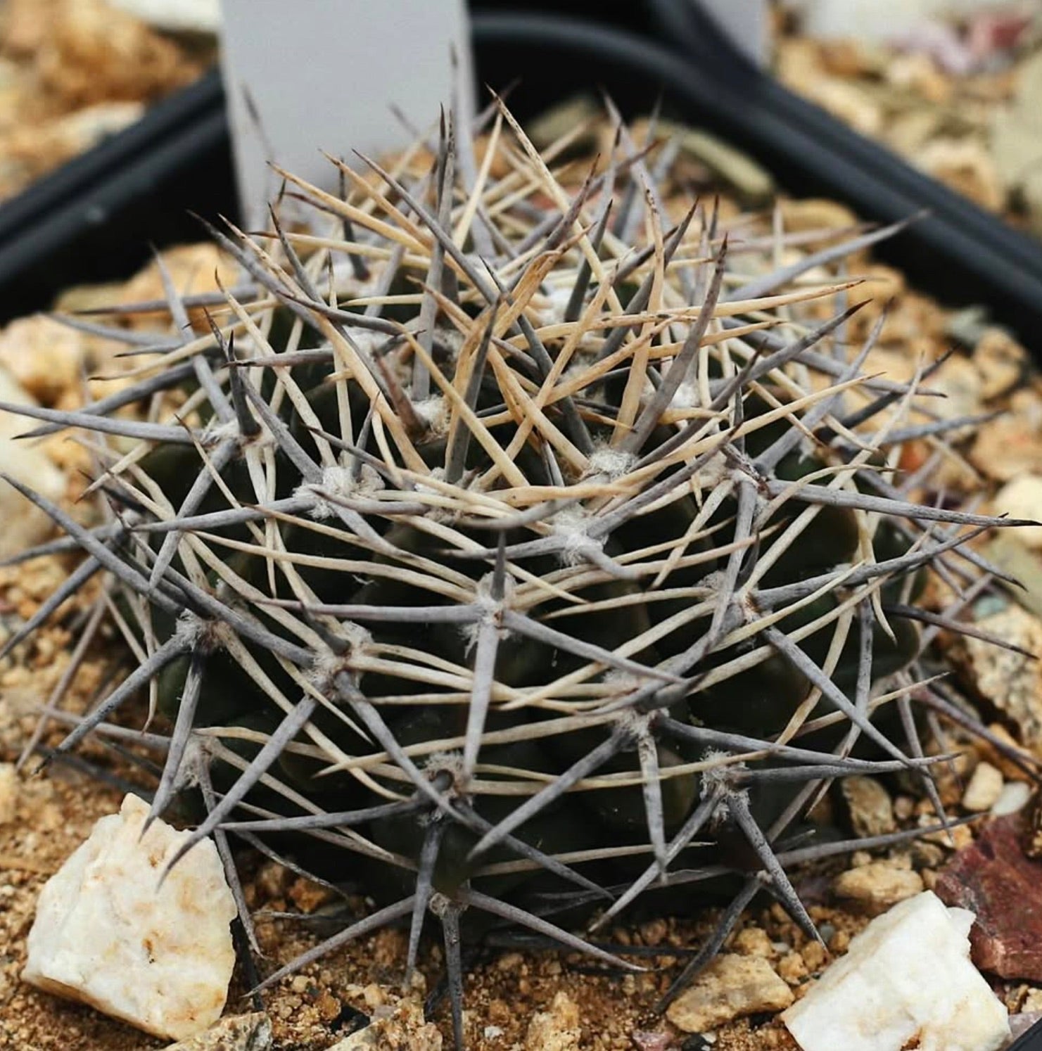 Gymnocalycium bicolor cactus with dense, long gray and beige spines on dark green body
