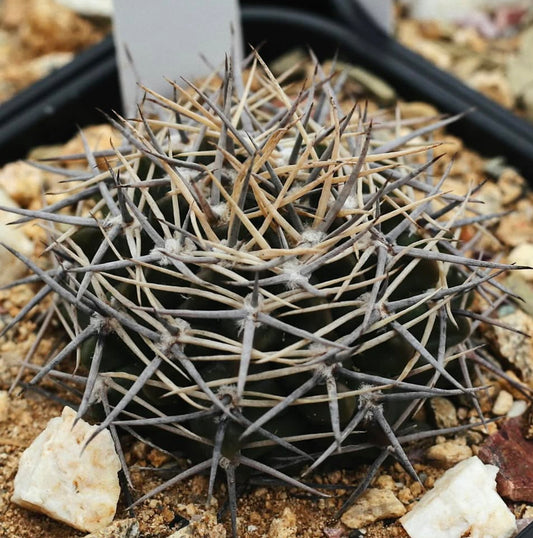 Gymnocalycium bicolor cactus with dense, long gray and beige spines on dark green body