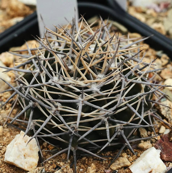 Gymnocalycium bicolor SEEDS