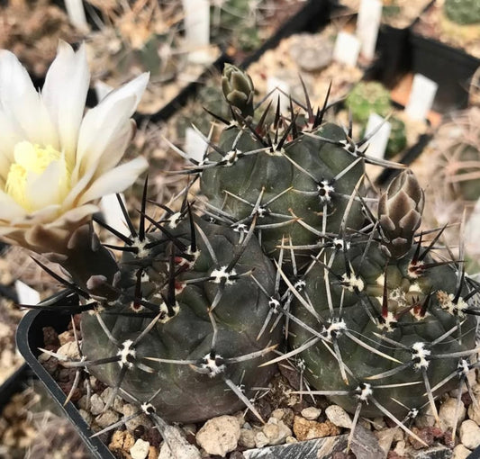Gymnocalycium brachypetalum dark green cactus with prominent spines and white flower bloom