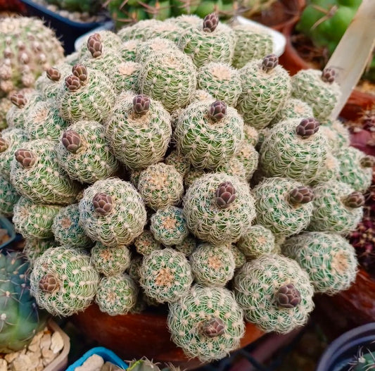 Gymnocalycium bruchii cluster of small round cacti with white spines and brown flower buds