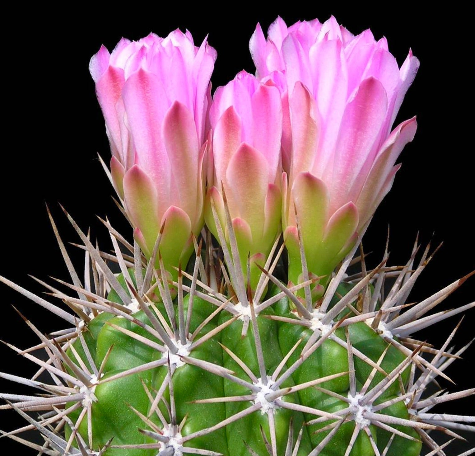 Gymnocalycium horridispinum SEEDS