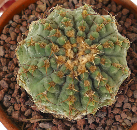 Gymnocalycium vatteri KIKKO form 3H3