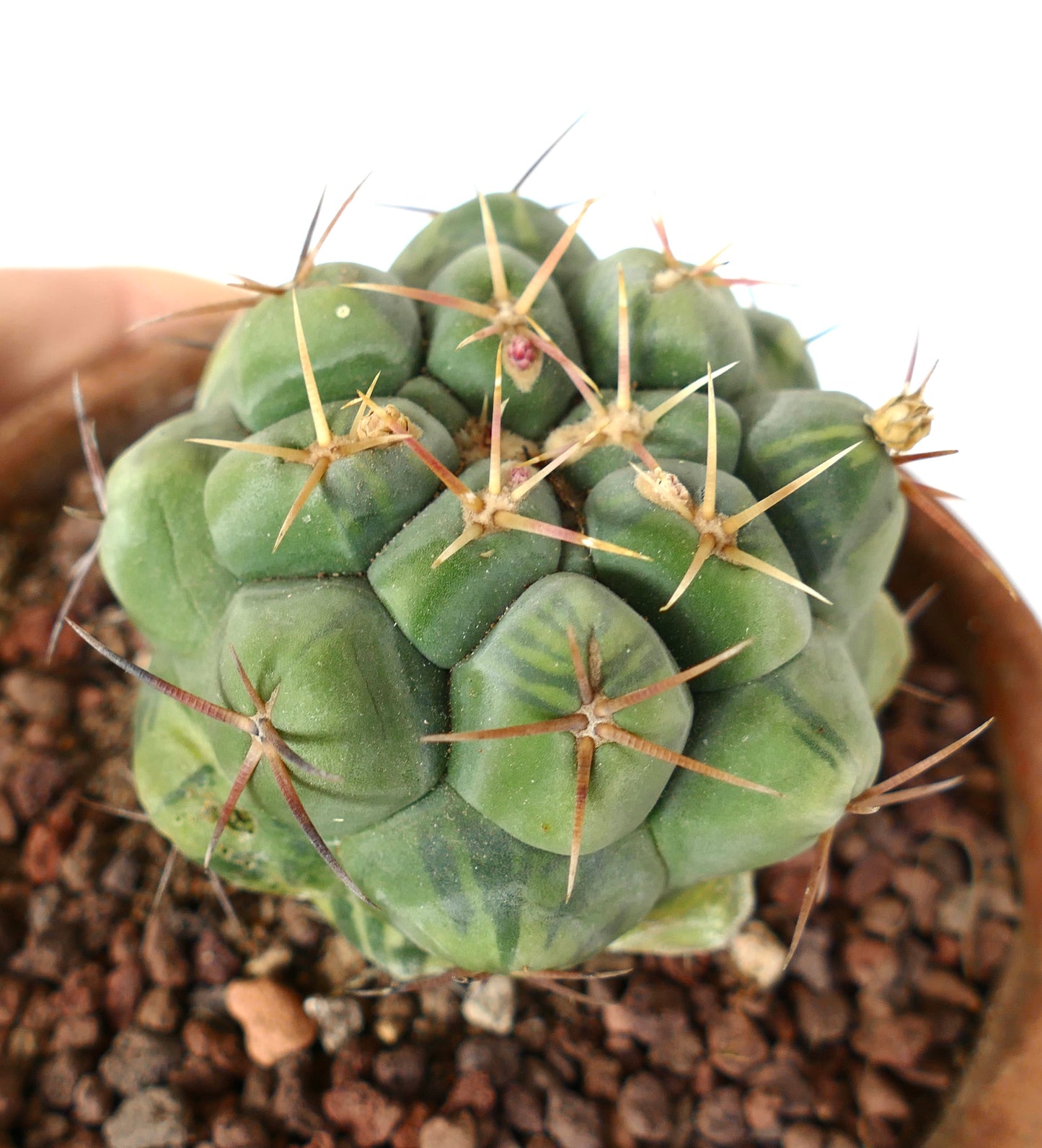 Thelocactus hexaedrophorus (slightly variegated) 9541