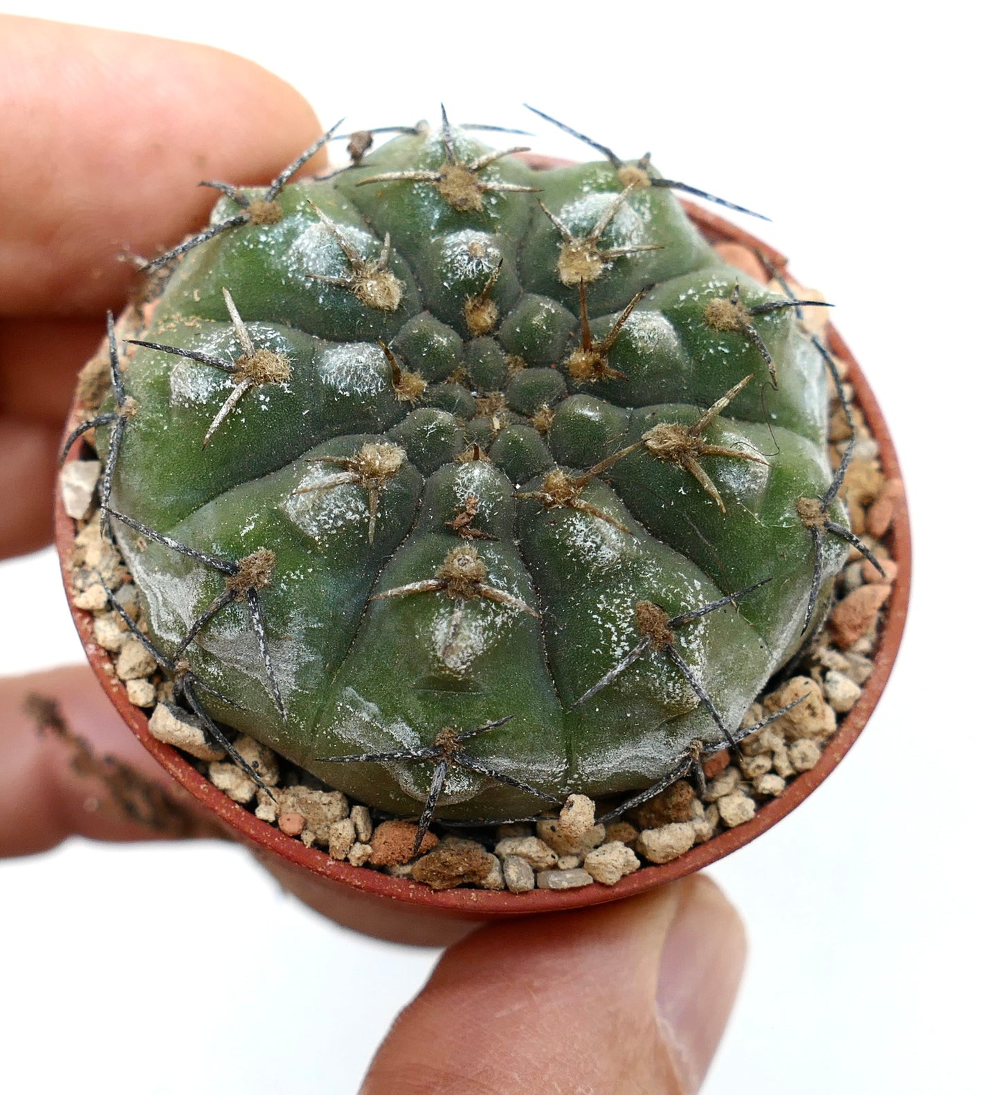 Gymnocalycium chubutense 8Z91