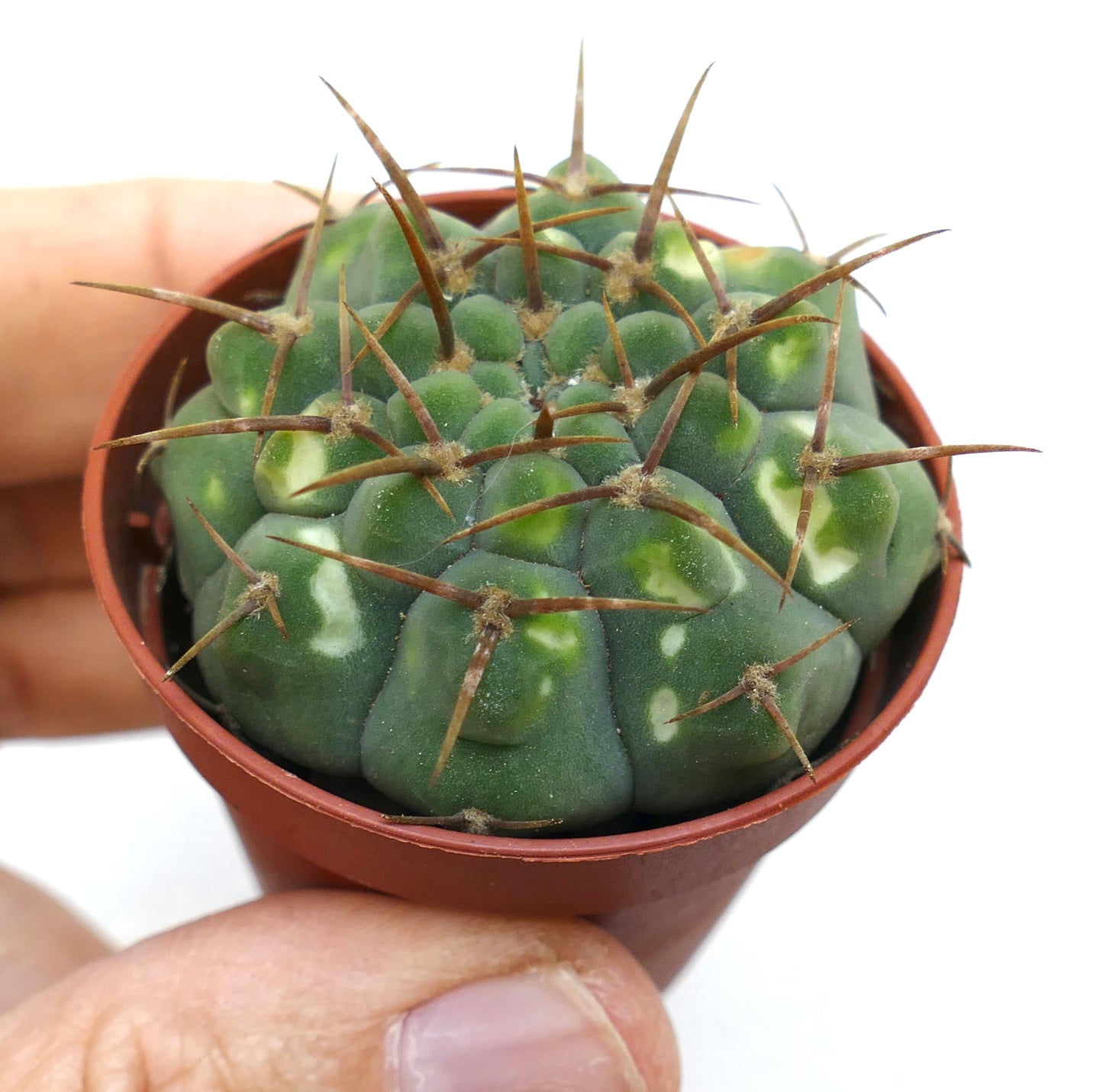 Gymnocalycium vatteri (slightly variegated) SS33