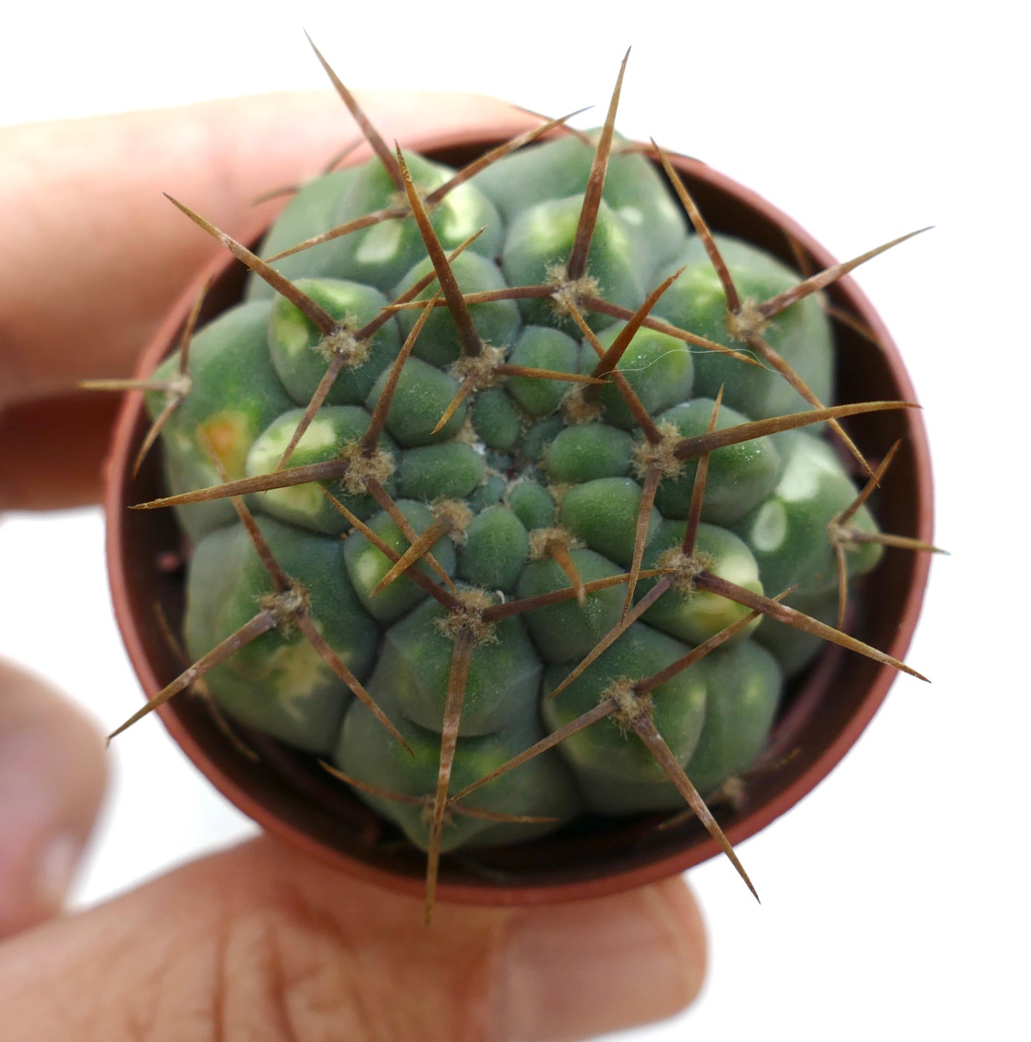 Gymnocalycium vatteri (slightly variegated) SS33