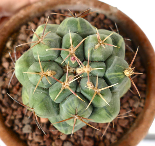 Thelocactus hexaedrophorus (slightly variegated) 9541