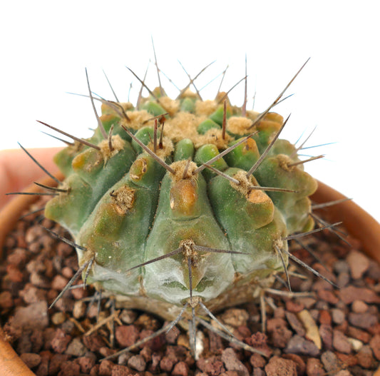 Gymnocalycium vatteri OLD PLANT HA045