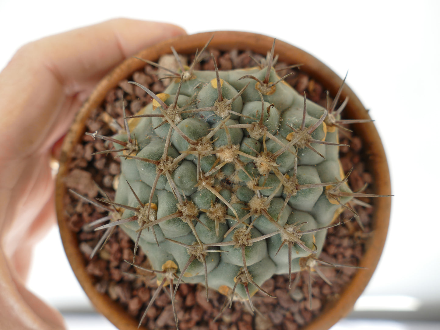 Gymnocalycium vatteri OLD PLANT B123 