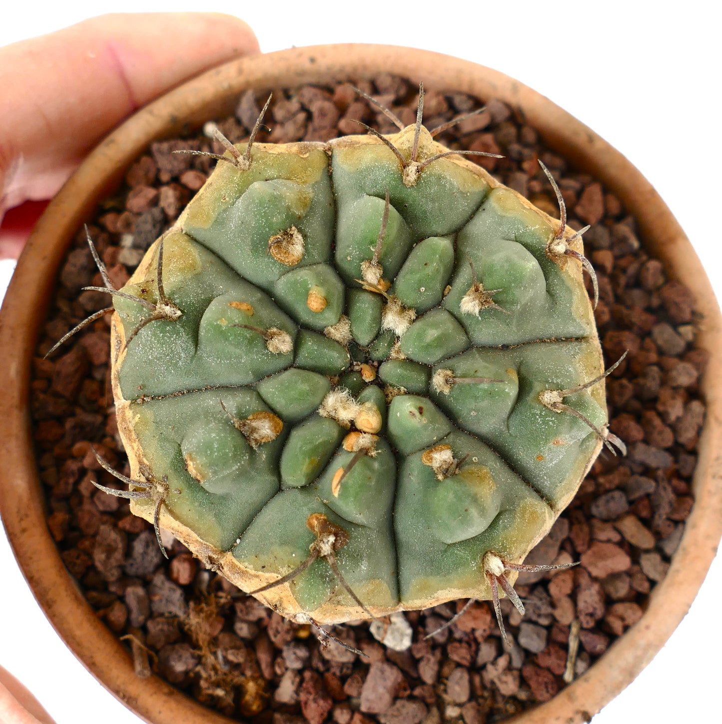 Gymnocalycium vatteri form nudum 105