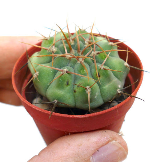 Gymnocalycium chiquitanum SAN JOSE 18M