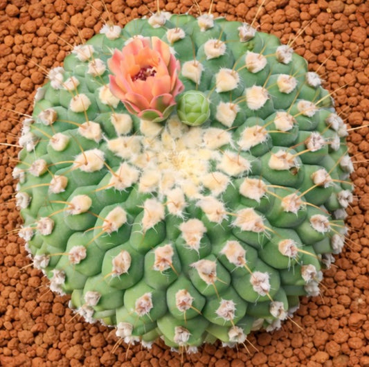 ピーチ色の花と丸みを帯びた緑のリブ状のボディを持つジムノカリキウム・イゾゾギイ サボテン