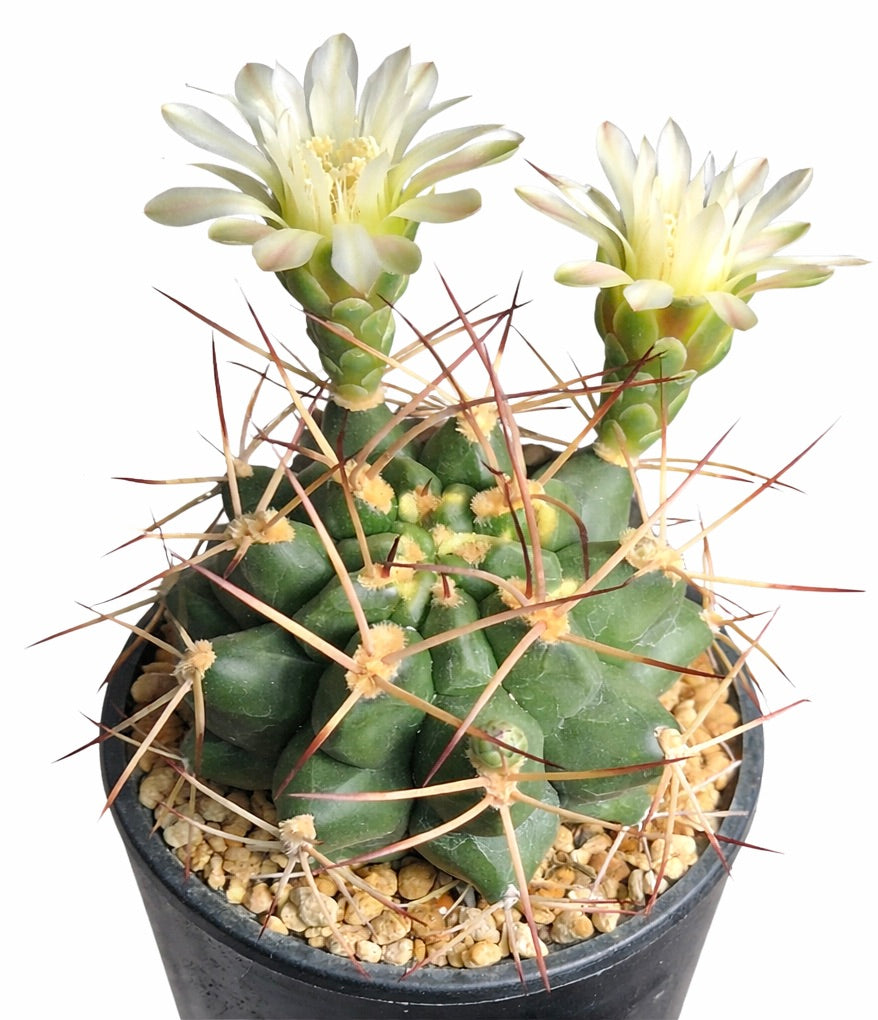 鉢植えのギムノカリキウム・ミチョガ 多肉サボテン 大きな白い花と長いトゲ付き