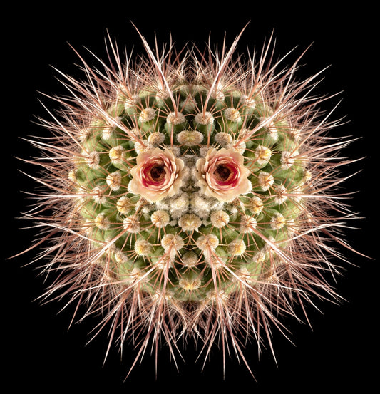 密集した長い棘と繊細なピンクの花が咲くジムノカリシウム・ミラレシー多肉植物