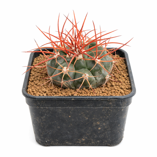 ジムノカリキウム・ニグリアレオラツムの種