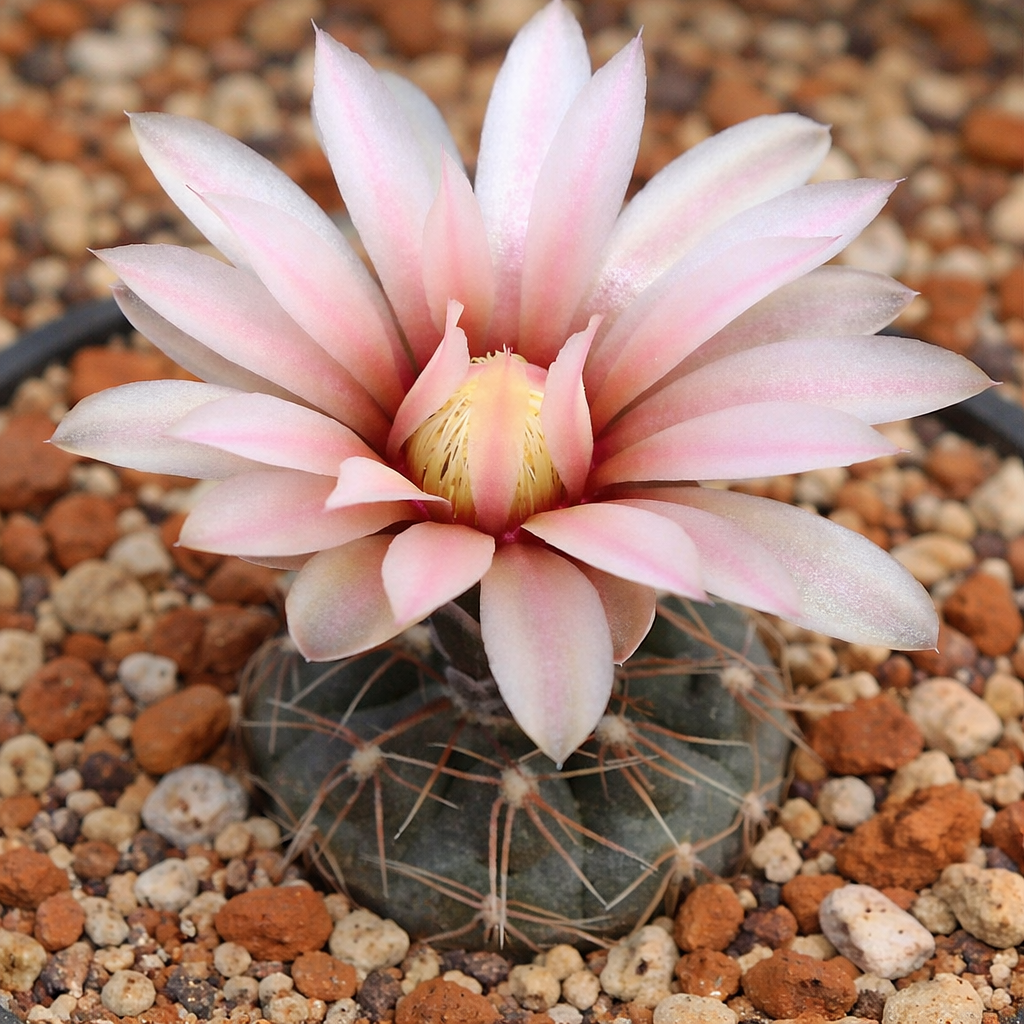 Gymnocalycium poeschlii rare cactus avec fleur étoilée rose pâle et corps vert épineux