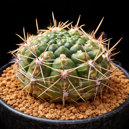 黒い鉢に入った、目立つ長い棘を持つグミノカリシウム・シャッツリアナム多肉サボテン