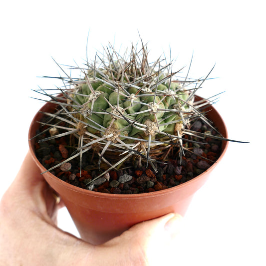 Gymnocalycium schickendantzii