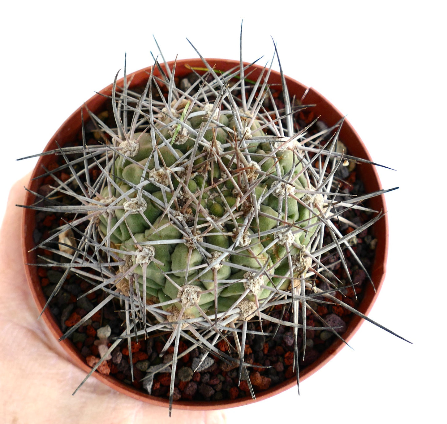 Gymnocalycium schickendantzii