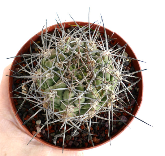 Gymnocalycium schickendantzii