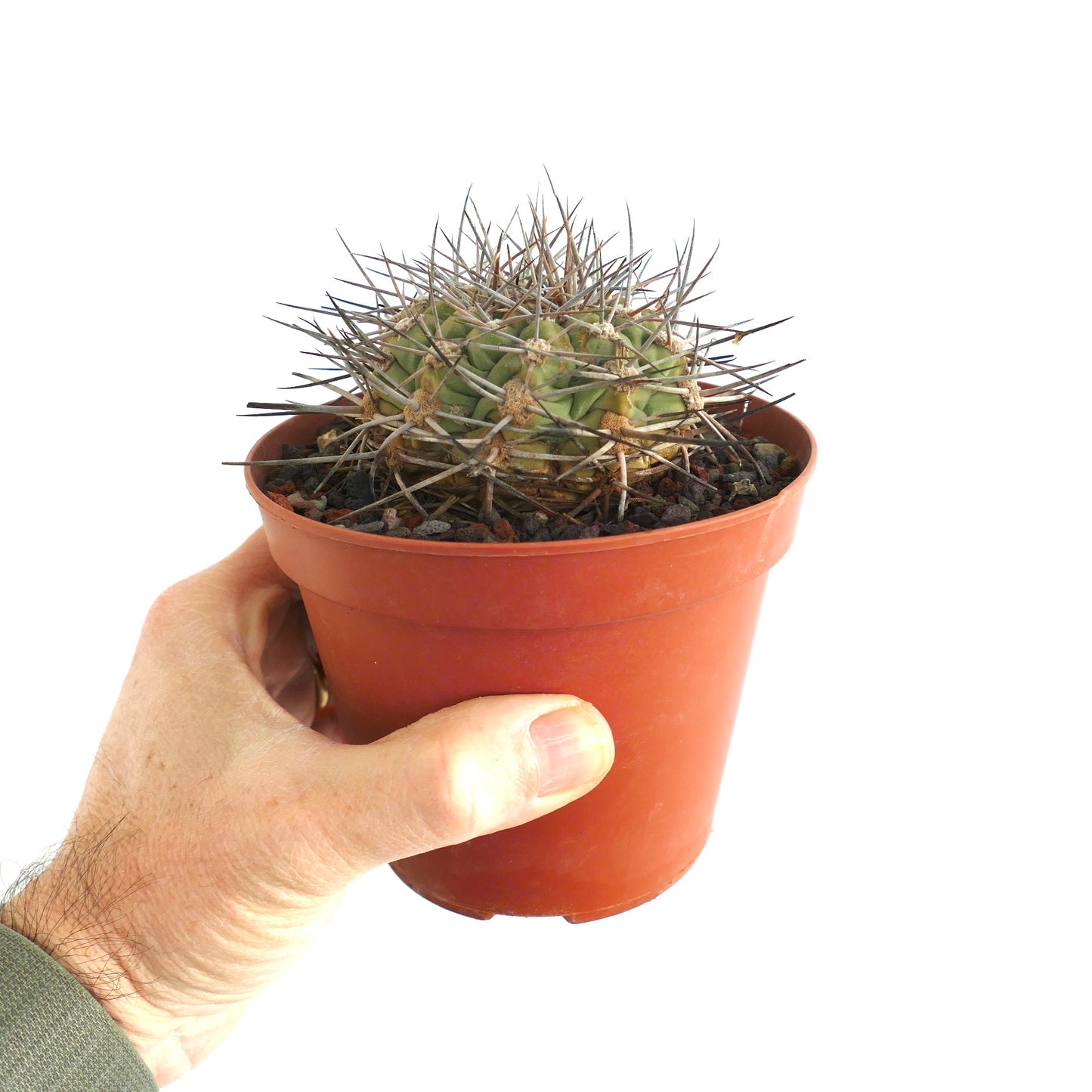 Gymnocalycium schickendantzii