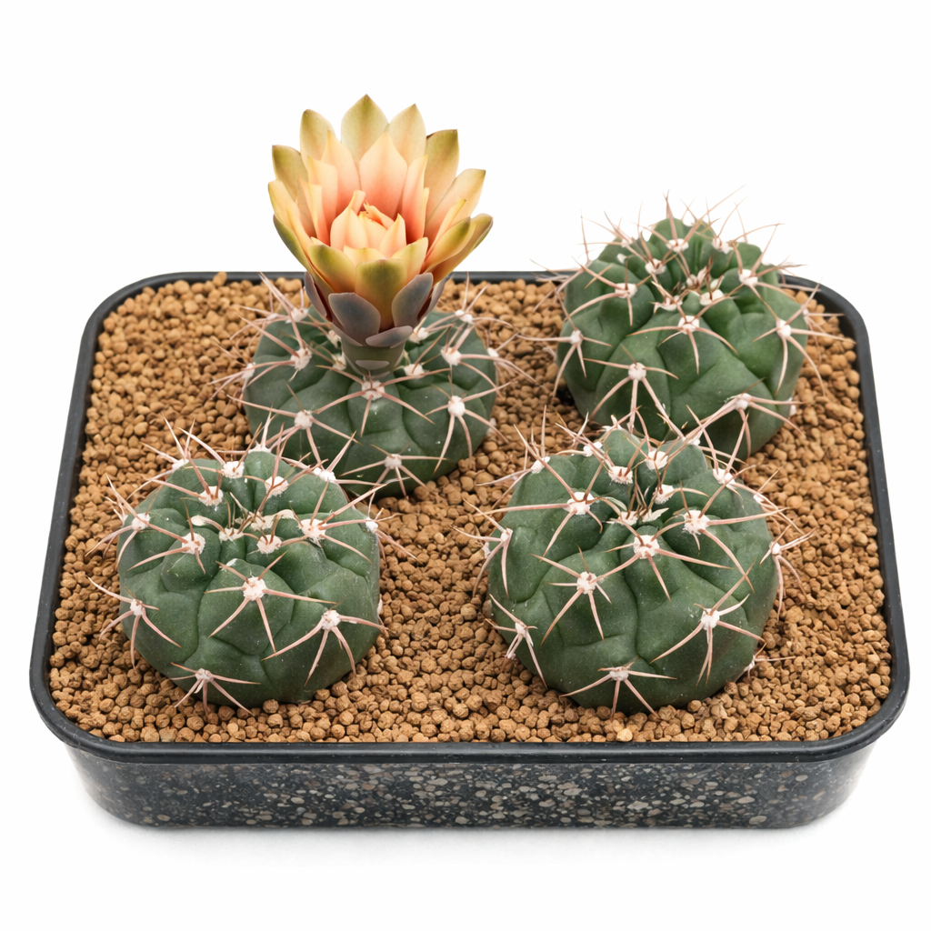 Gymnocalycium sigelianum SAMEN