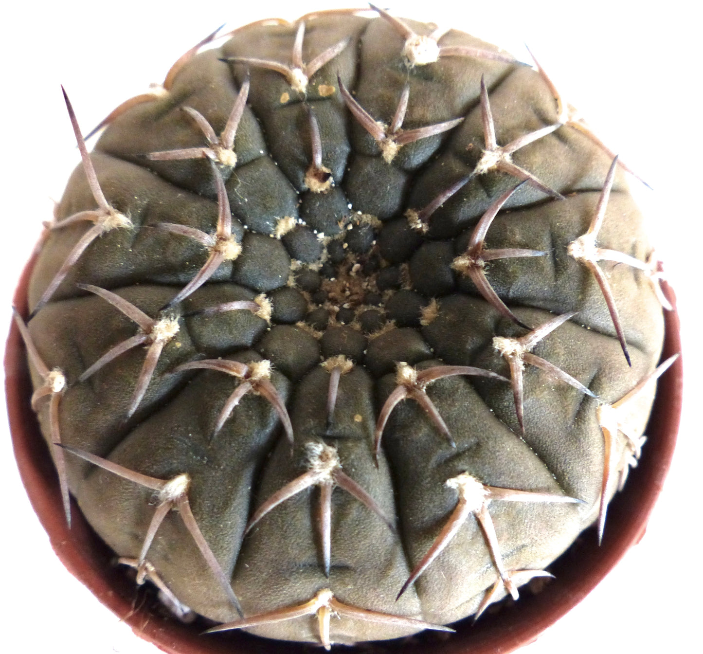 Gymnocalycium stellatum succulent cactus with dark green rounded body and prominent brown spines