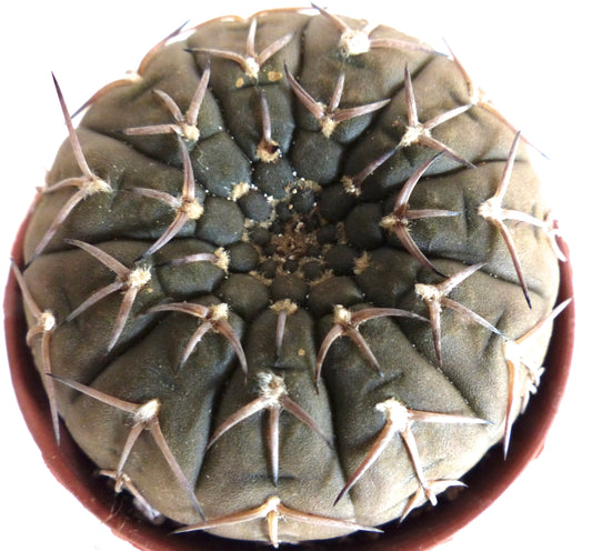 Gymnocalycium stellatum succulent cactus with dark green rounded body and prominent brown spines