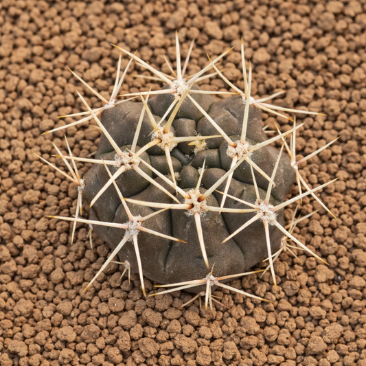 ジムノカリキウム・スッテリアヌムの種