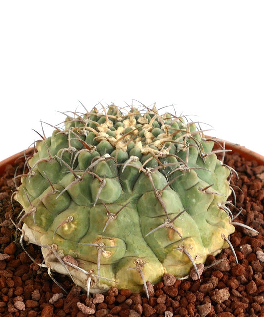 Gymnocalycium vatteri BIG OLD PLANT