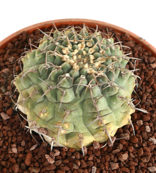 Gymnocalycium vatteri BIG OLD PLANT