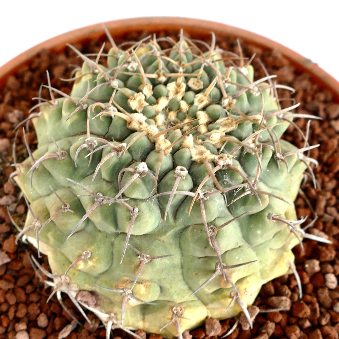Gymnocalycium vatteri BIG OLD PLANT